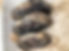 Texas Hornshell Mussel.jpg