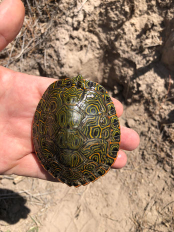Rio Grande River Cooter - 3.jpg