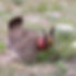 LESSER PRAIRIE CHICKEN.jpg