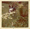Bull Terrier.jpg