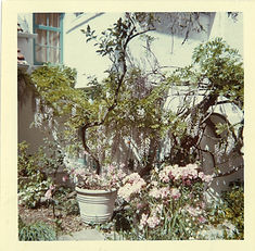 Normans Garden.jpg