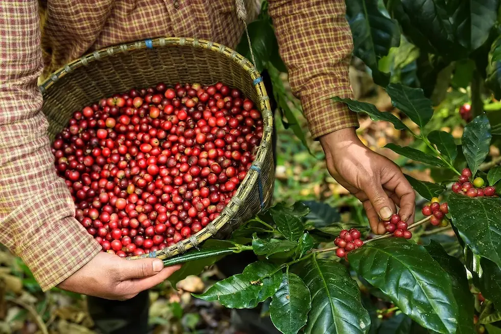 Handernte reifer roter Kaffeekirschen auf einer Kaffeeplantage