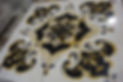 DSC00425.JPG