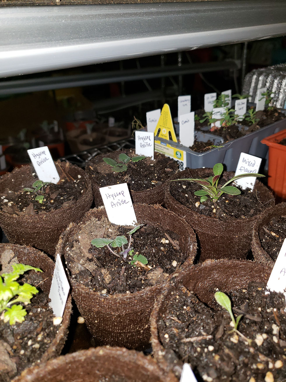 Thumbnail: Plant starts