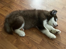 Alaskan Malamute Puppies for sale