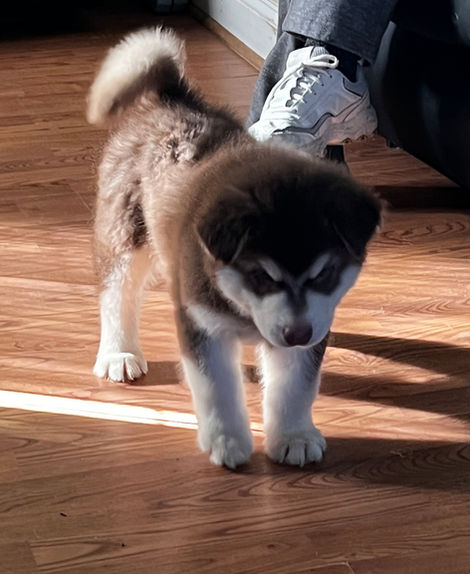 Alaskan Malamute Puppies for sale