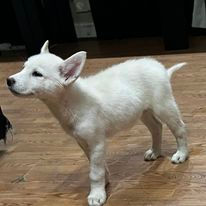 Alaskan Malamute Puppies for sale