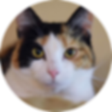 circle-cropped (1).png