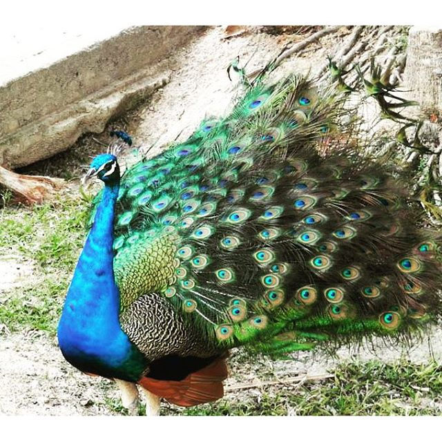 Pavo Real