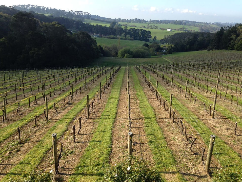 Local Vineyards & Wineries