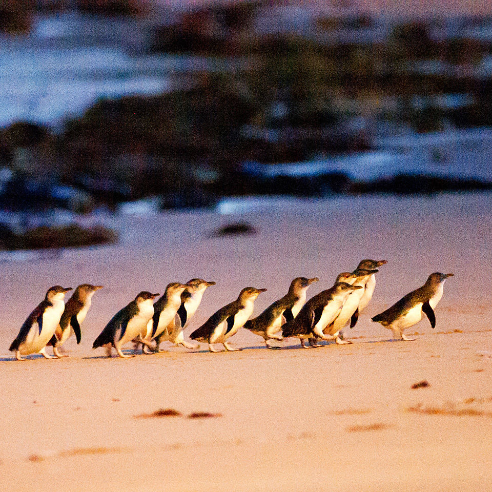 Phillip Island