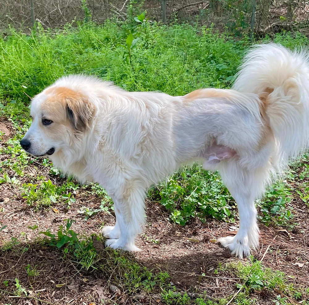 Ronan-The Final Chapter