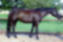 KARRABA PARK JEWEL.jpg