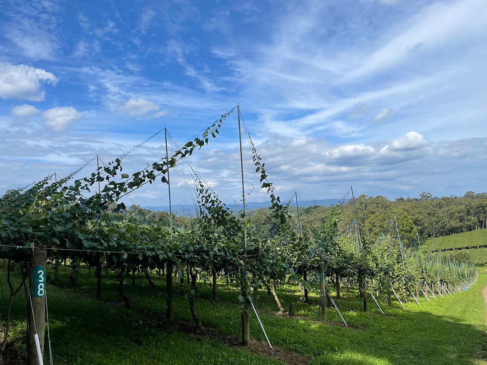 Cultivating Dori Kiwifruit: A Comprehensive Guide to the Planting Process