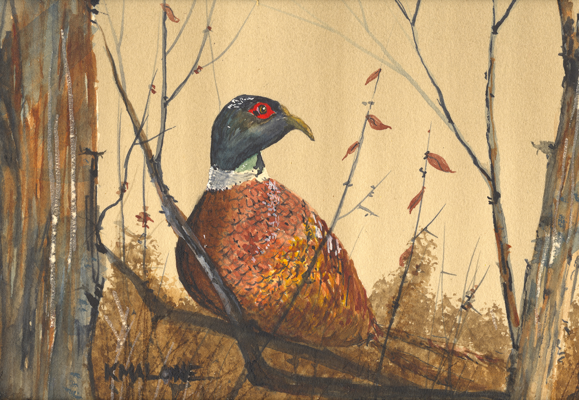 Pheasant