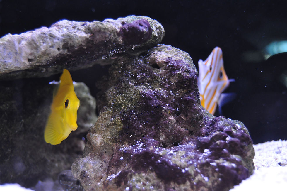 Yellow Tang / Copperband Butterfly