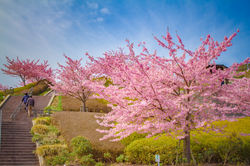 一足早い春の訪れ