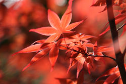 庭の草木