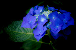 裏庭の紫陽花