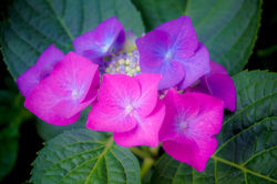 紫陽花