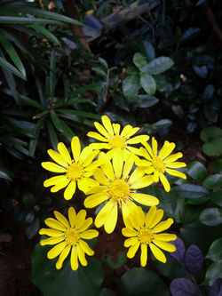 庭の草花