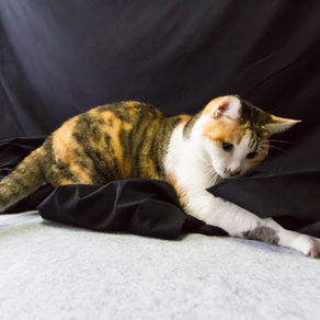 家猫にだって、にゃ（野）性がある