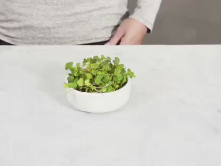 Discover Microgreens