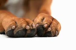 Dog paws