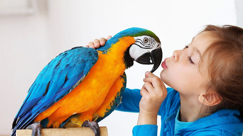 Bird with boy