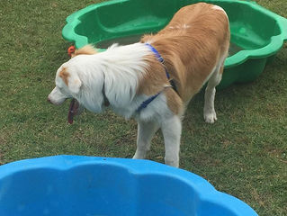Hi - My name is Tika -- love to play