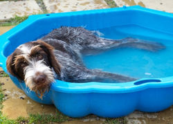 pet in pool