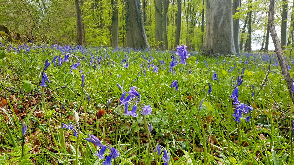 Delicate flowers of native English bluebells can be seen in the Cotswolds from mid-April to mid-May