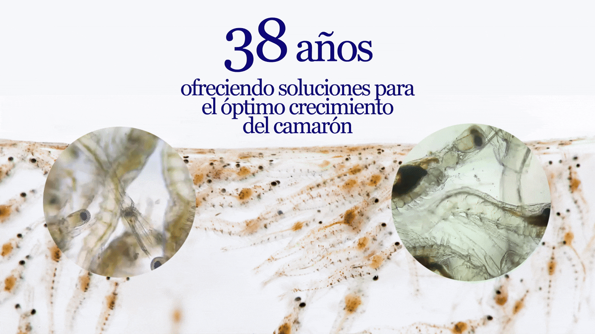 39 años web BM.gif