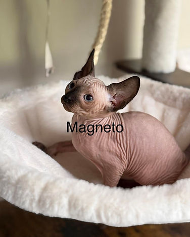 magneto.jpg