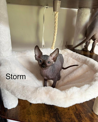 storm.jpg