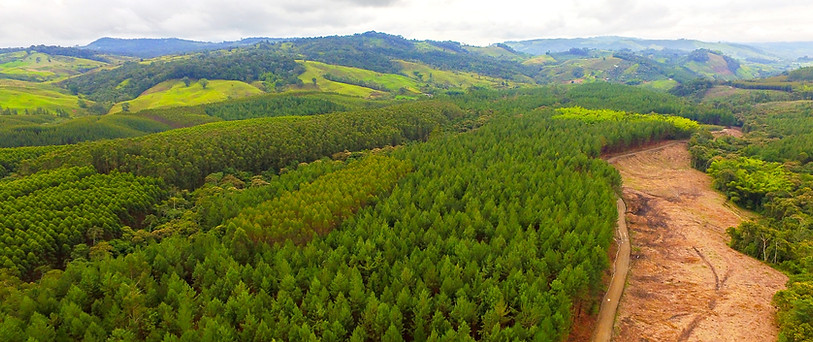 aerial panorama view of reforested hills