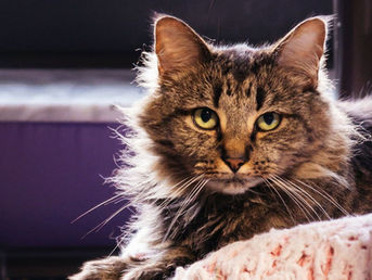 PURRR Adoption + Sanctuary Launches Year-End Sponsor-A-Cat Campaign with $250,000 Matching Grant