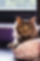 PURRR Adoption + Sanctuary Launches Year-End Sponsor-A-Cat Campaign with $250,000 Matching Grant