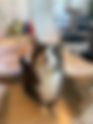 PURRR Adoption + Sanctuary and Abandoned Pet Rescue Hosted the Thrifty Kitty Pop-Up Boutique