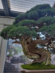 WhatsApp Image 2019-12-07 at 12.44.54.jp