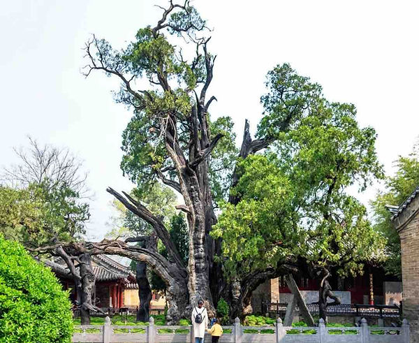 Ancient Cypress (believed at least 4500 years old) Granted as "General" by Emperor Wu of Han in the year 110 BC when He was Worshiping on Mount Song.