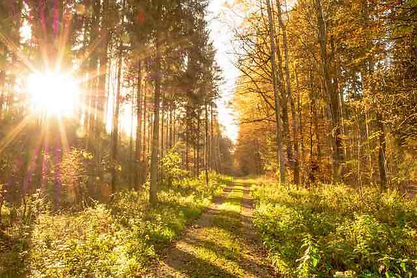 Forests