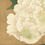 Thumbnail: White Hibiscus: Song Dynasty Flower and Bird Painting Printable