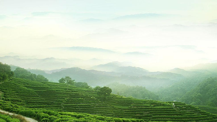 Longjing Tea Villiage Next to West Lake
