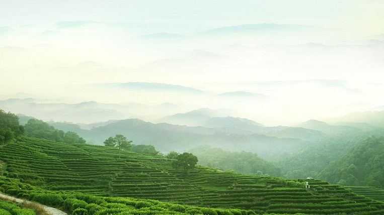 Longjing Tea Villiage Next to West Lake