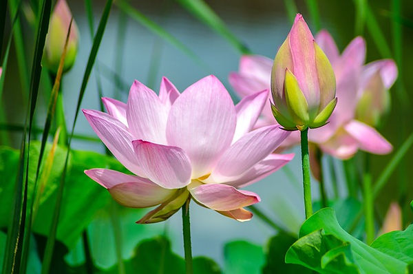 Lotus the symbol of harmony and peace