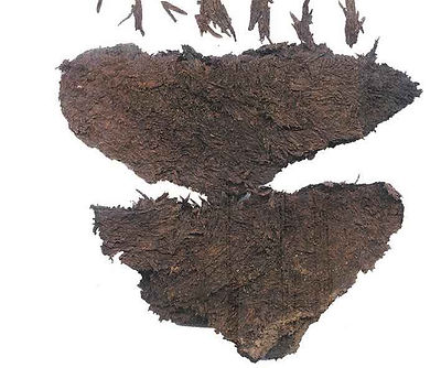 Extant Earliest Tea Leaf, Unearthed from the Mausoleum of Emperor Jing of Han (188 BC — 141 BC)