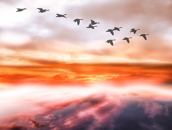 Soaring swan geese