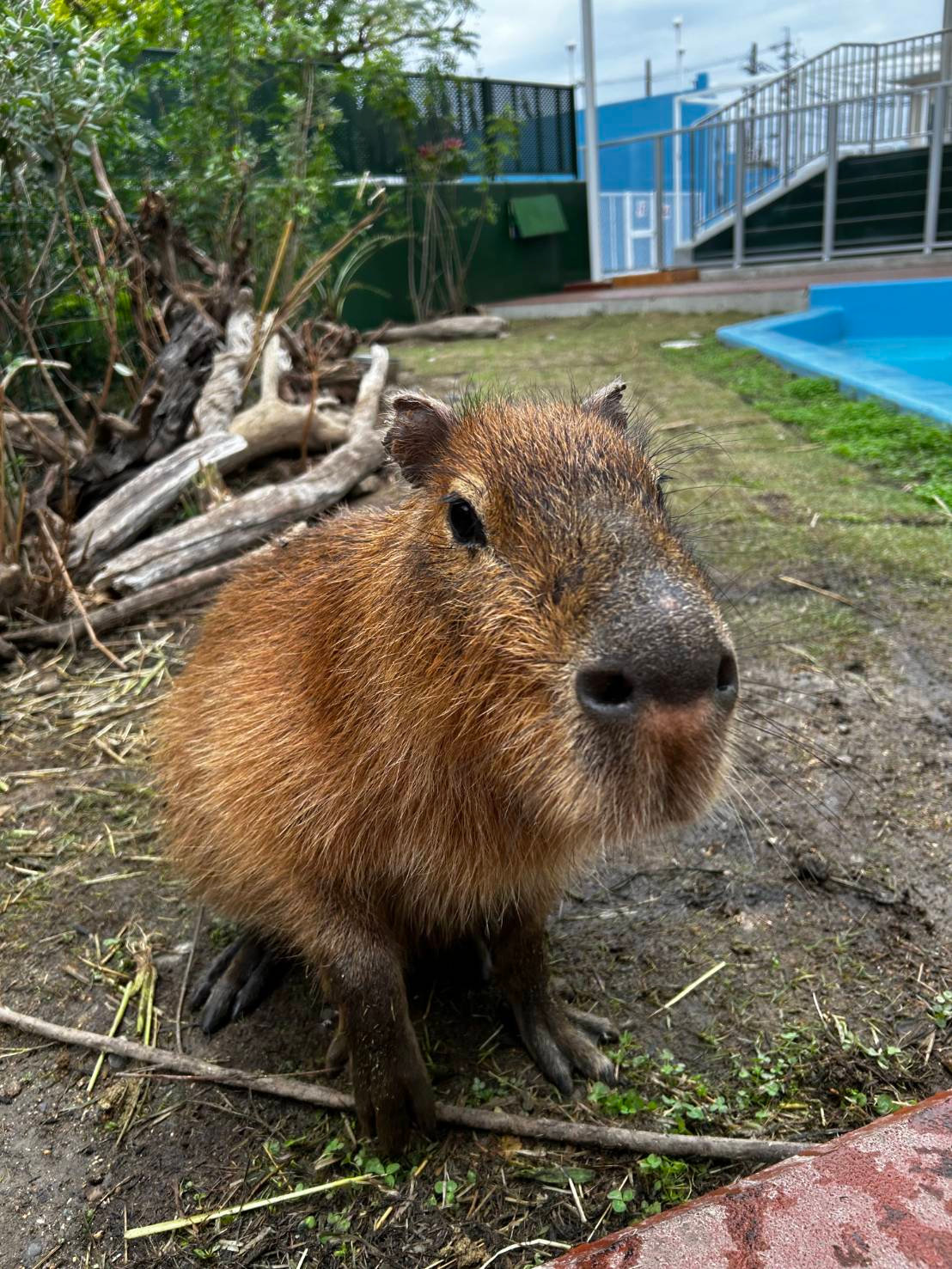 カピバラショー一時休止のお知らせ | 竹島水族館