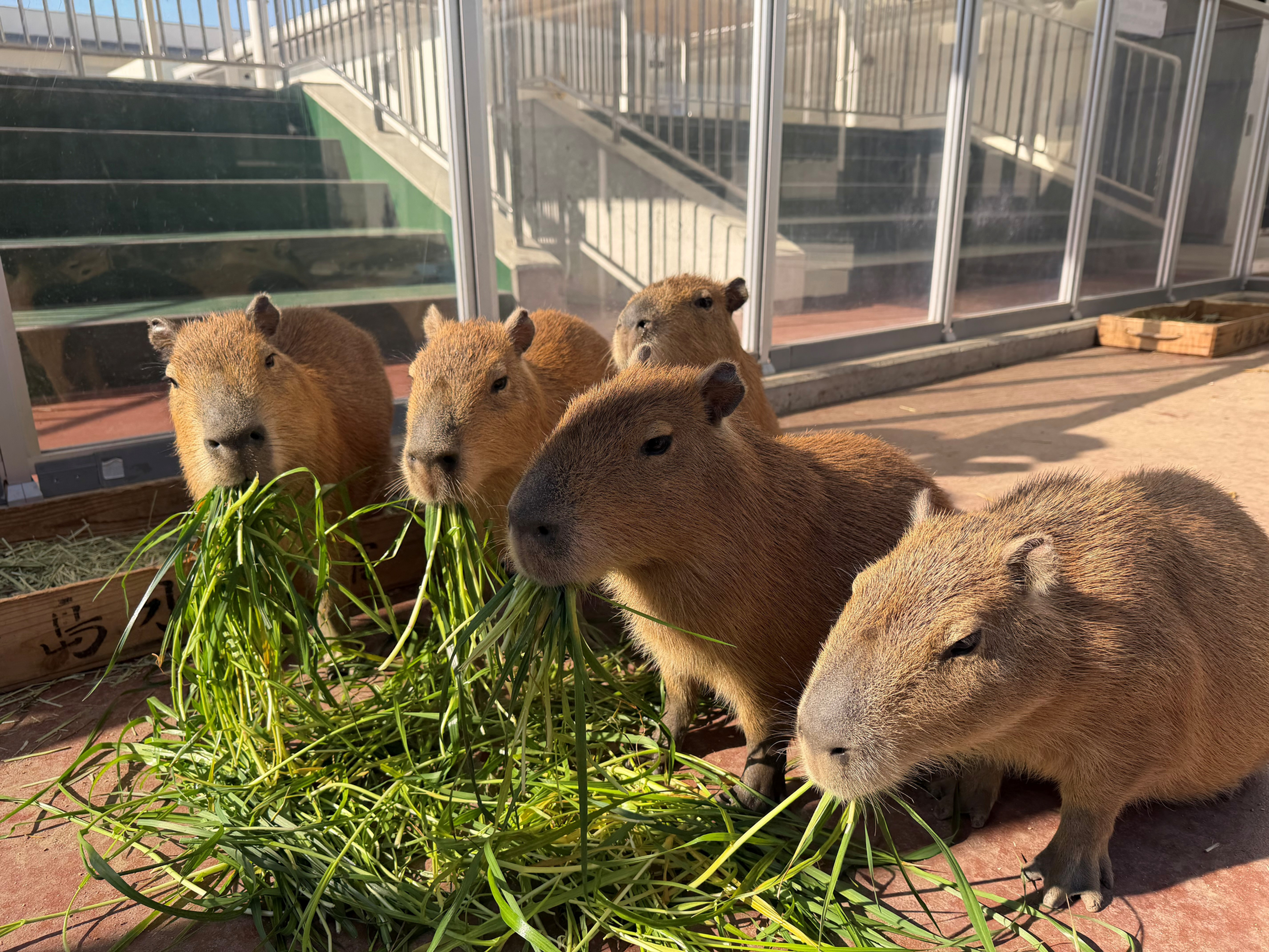 カピバラ搬出のお知らせ | 竹島水族館